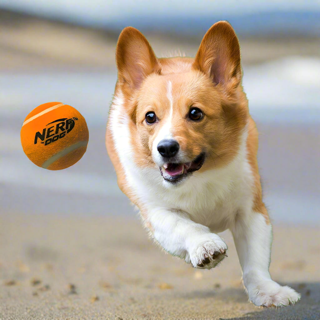 2.5-Inch Squeak Tennis Ball Dog Toy, 3-Pack - Simply Petastic