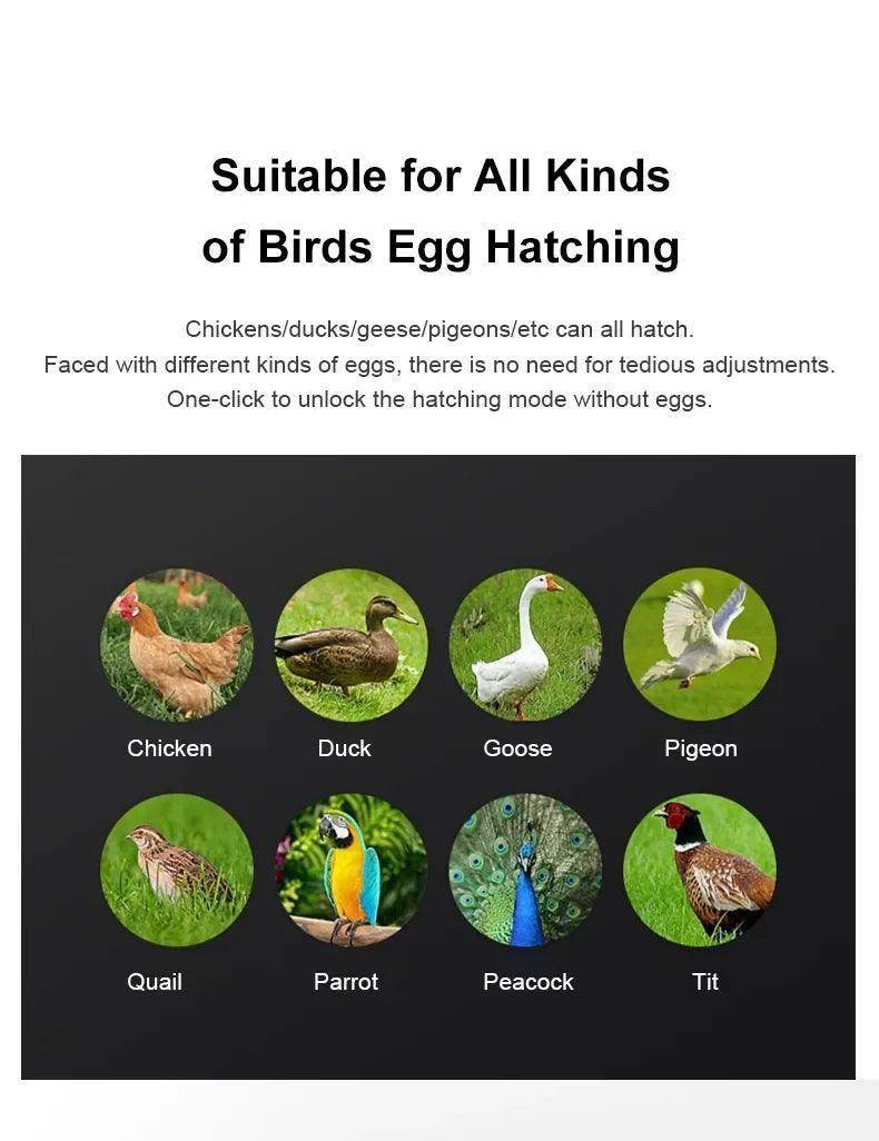 Innovative Egg Hatching Technology for All Birds - Simply Petastic
