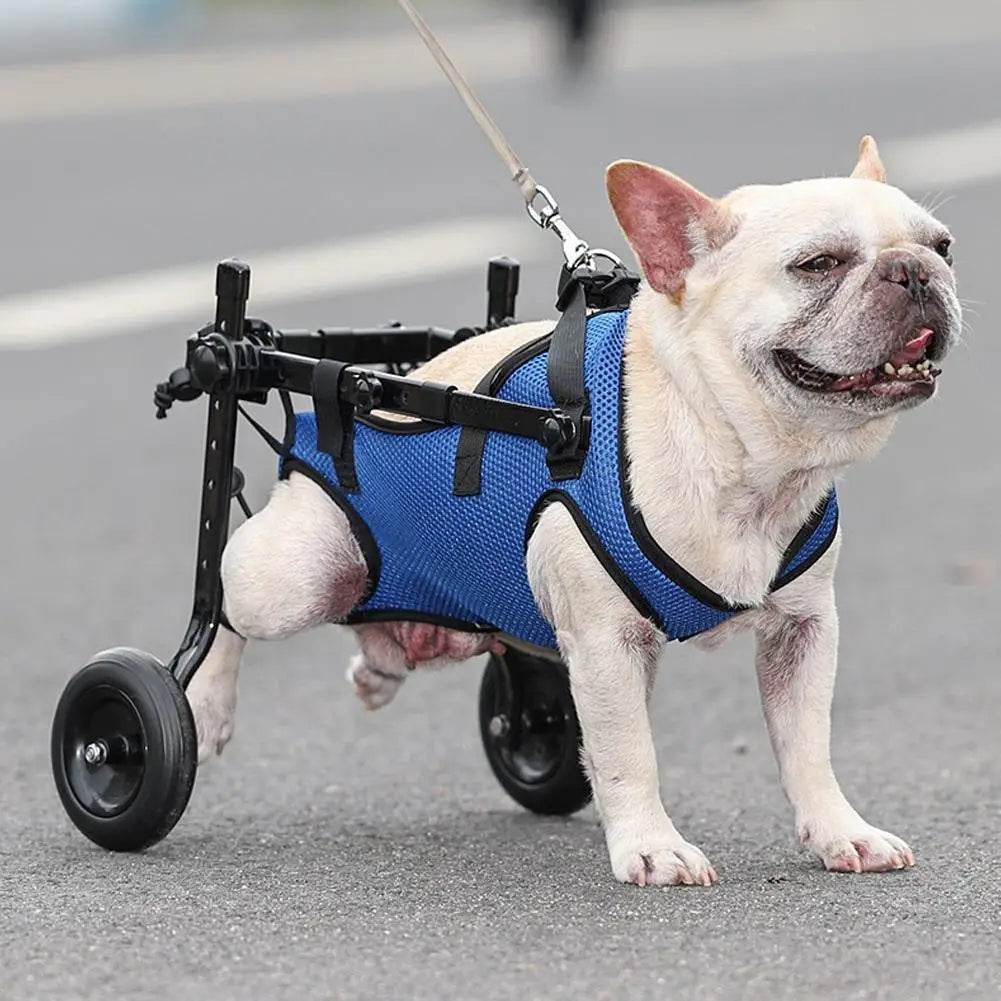 Supportive Wheelchair for Dogs with Hind Leg Issues - Simply Petastic