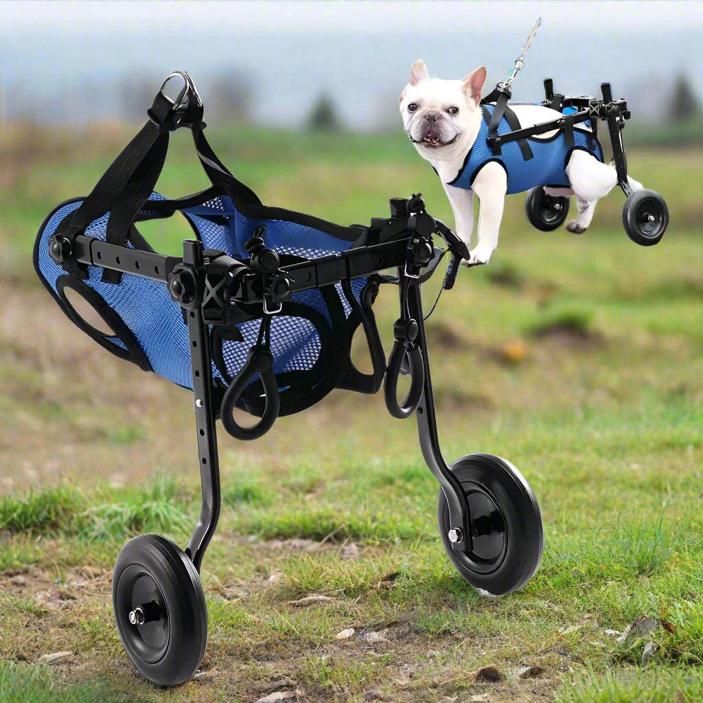 Supportive Wheelchair for Dogs with Hind Leg Issues - Simply Petastic