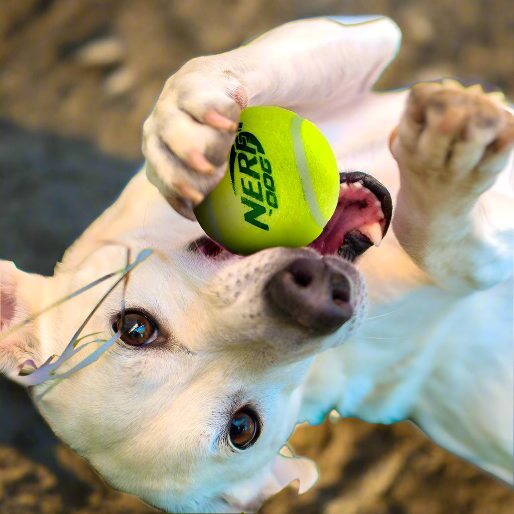 2.5-Inch Squeak Tennis Ball Dog Toy, 3-Pack - Simply Petastic