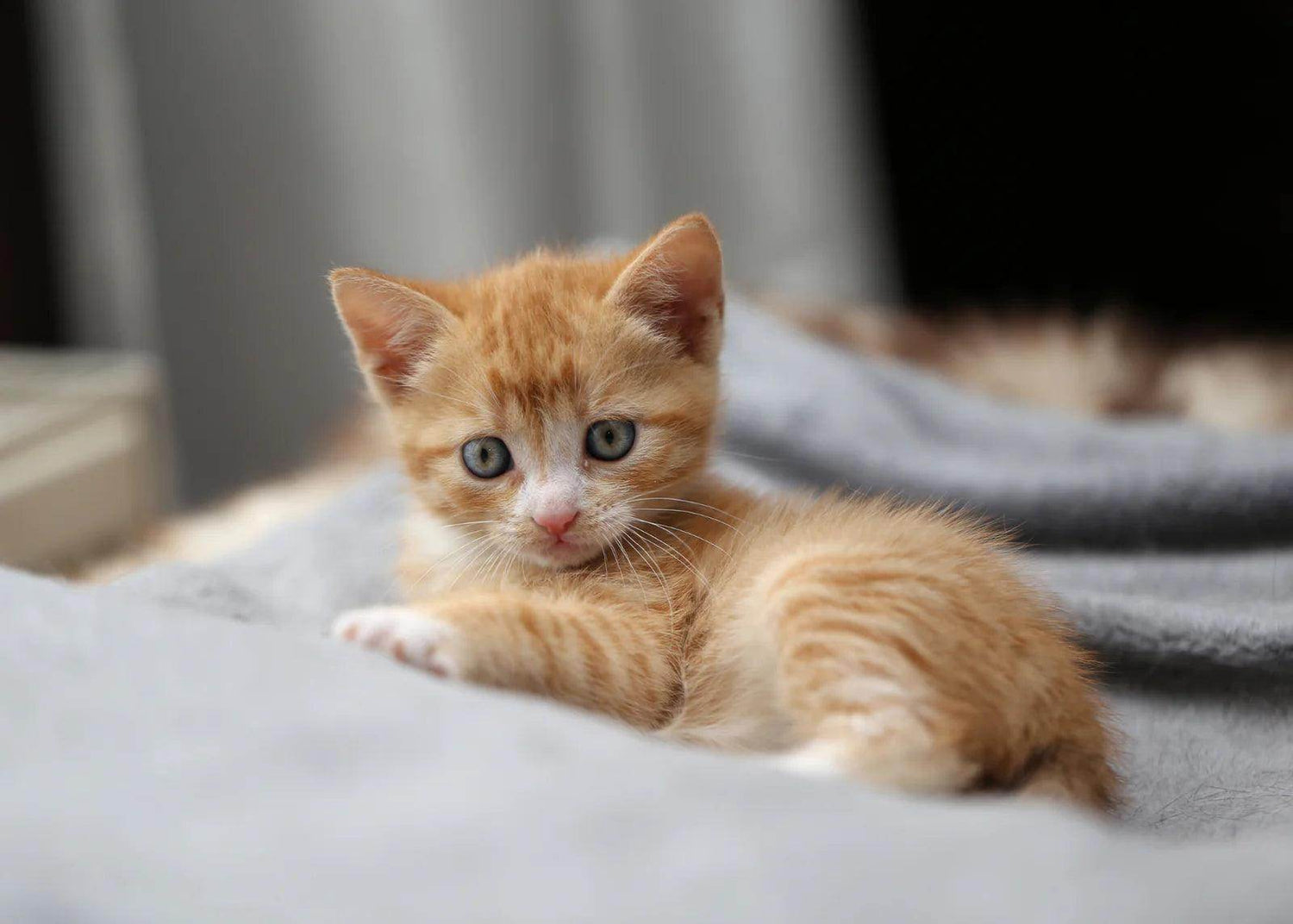 Cats - Simply Petastic