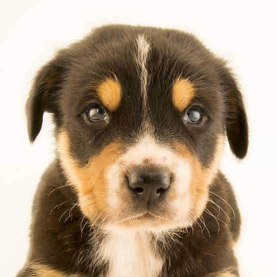 Dogs - Simply Petastic