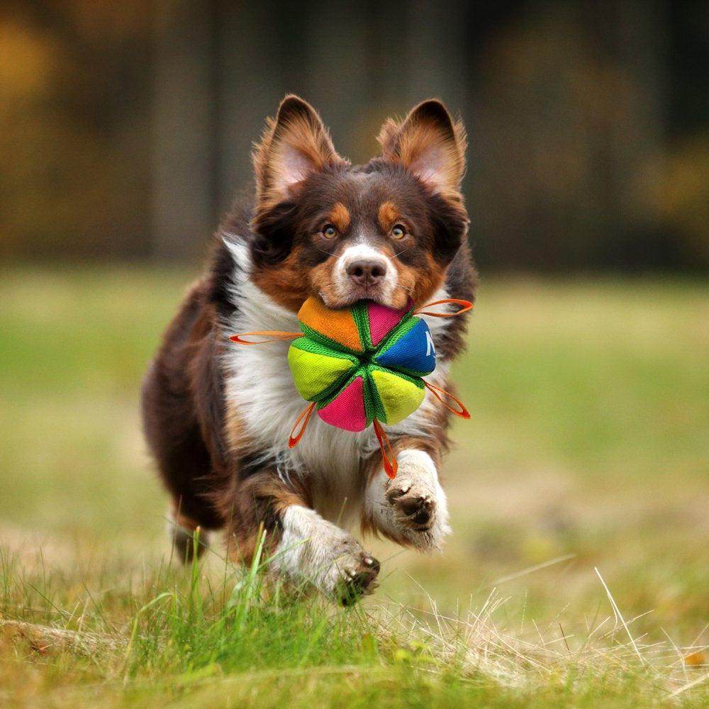 Squeak & Crunch Wedgeball with Straps Fetch Dog Toy - Simply Petastic
