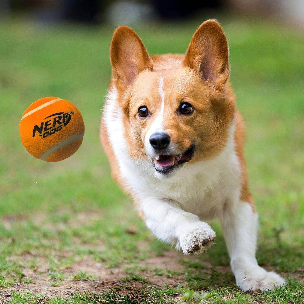 2.5-Inch Squeak Tennis Ball Dog Toy, 3-Pack - Simply Petastic