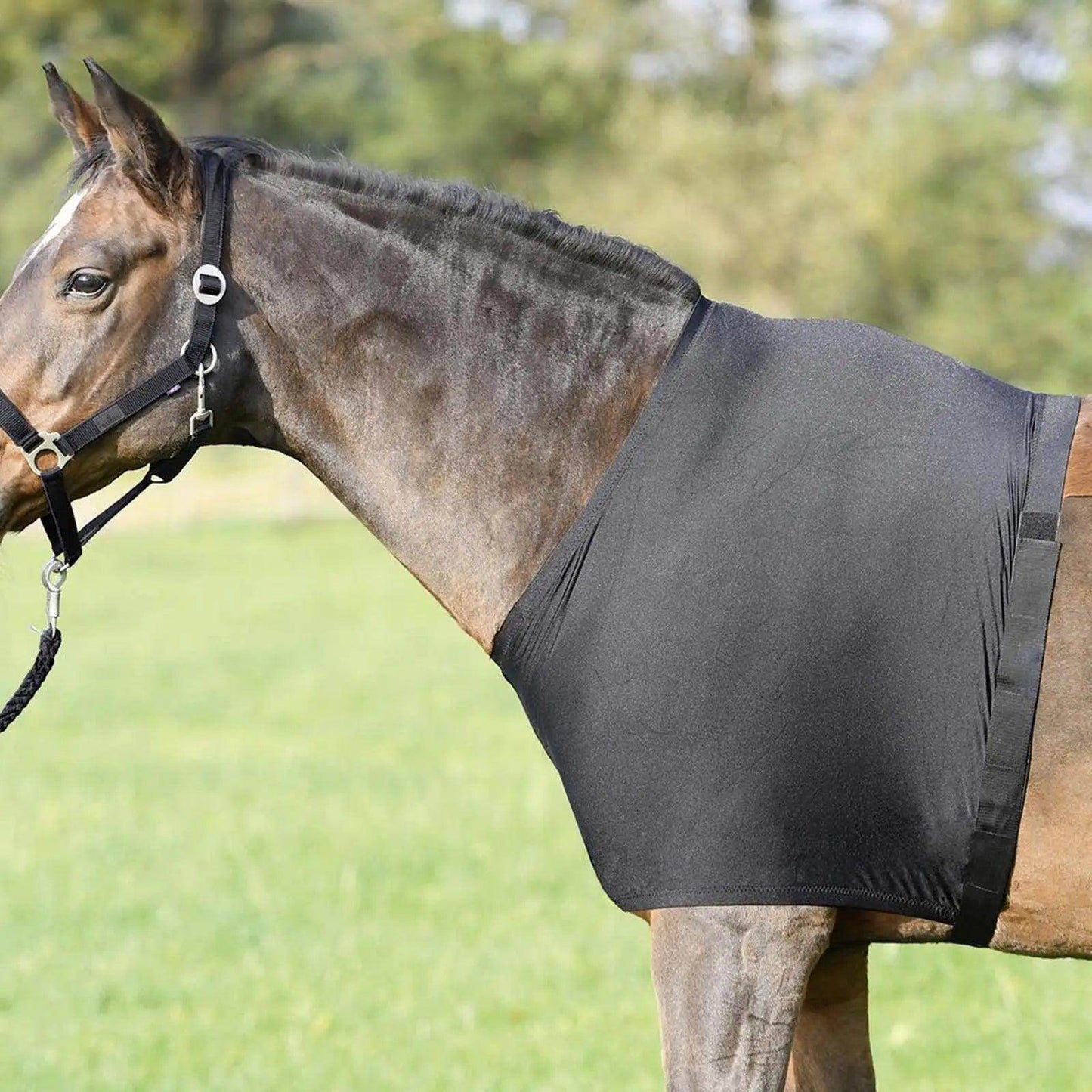 Horse Shoulder Guard - Simply Petastic