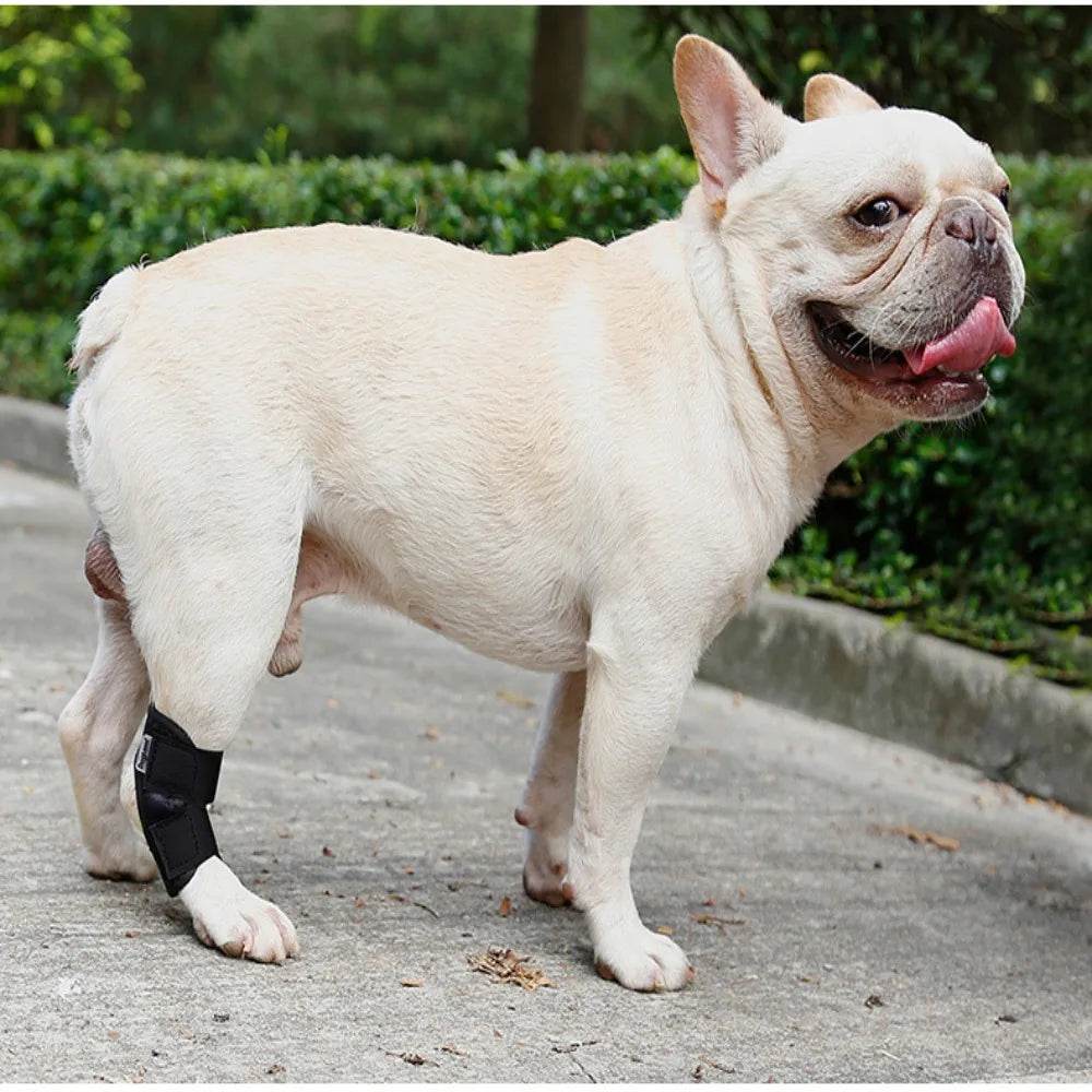 Essential Dog Brace for Hock Joint Stability - Simply Petastic