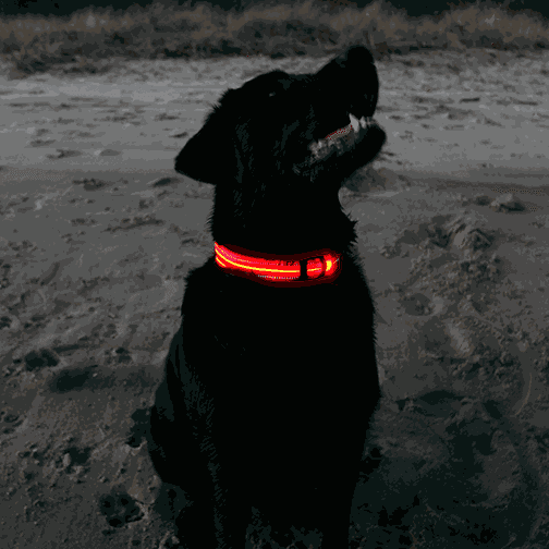 Rechargeable L.E.D Light Up Safety Dog Collar - Simply Petastic