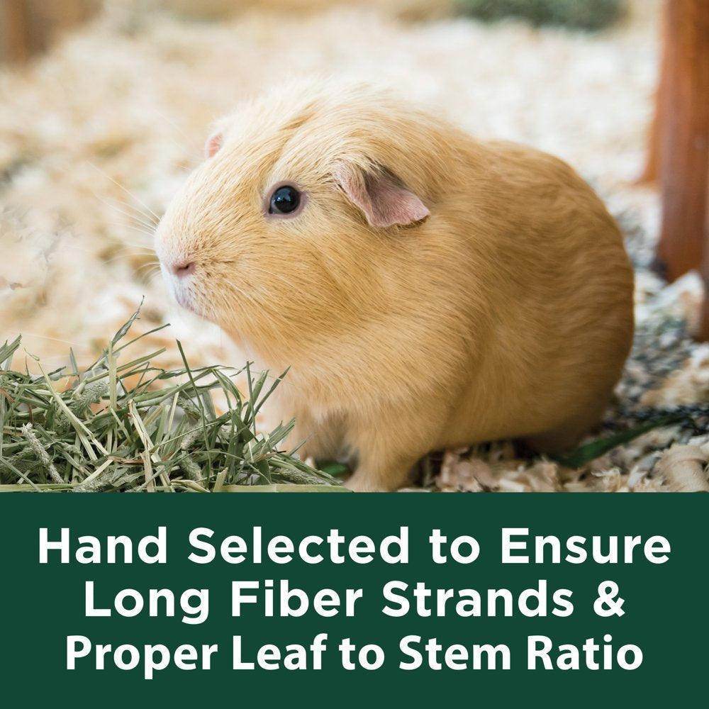 Forti Diet Timothy Hay for Rabbits, Guinea Pigs, Hamsters, Chinchillas and Other Small Animals, 180 Ounces - Simply Petastic
